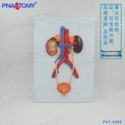 Human Urinary System Anatomy Model -