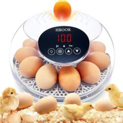 Incubators for Hatching Eggs, 12 Egg