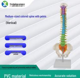 Medium Human Vertebrae Model - Vertical