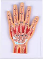 Interactive Wrist Joint Model PVC Wrist
