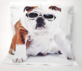 035.DOG & GLASES