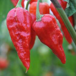 NAGA MORICH