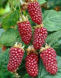 TAYBERRY