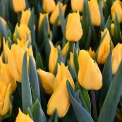 Triumfa tulpe "PRIVATE DANCER"