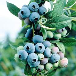 BLUECROP