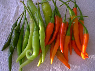 TABASCO