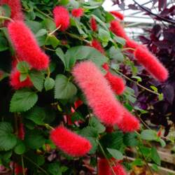 Acalypha pendula - Kaķaste