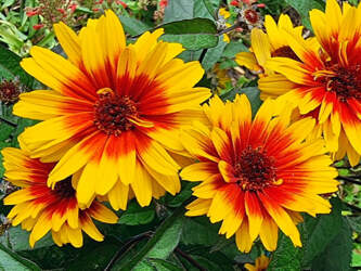 Heliopsis - Heliopsis