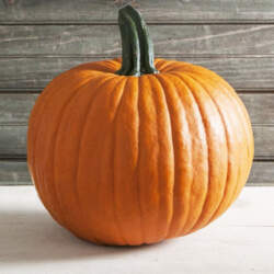 JACK O`LATERN F1