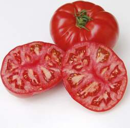 MARMANDE F1