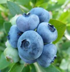 NORTHBLUE