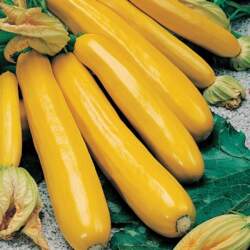 GOLDEN GLORY F1