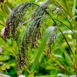 Panicum Violaceum - Prosa violaceum