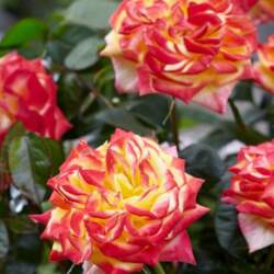 ROSA TWISTER – Select