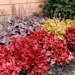 Heuchera - Heihēra