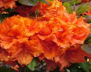 APRICOT