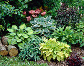 Hosta - Hosta