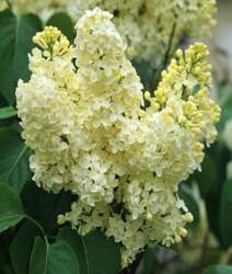 PRIMROSE