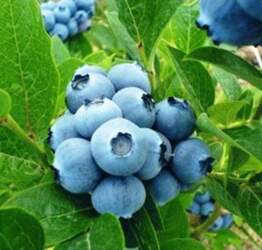 BLUE GOLD