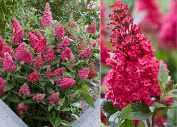 Buddleia davidii - Dāvida Budleja