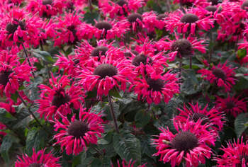 Monarda - Monarda