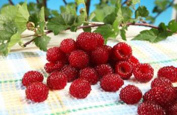 RASPBERRY TOWER