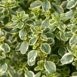 Thymus citriodorus - Citrontimiāns
