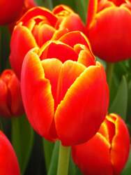 Triumfa tulpe "VERANDI"