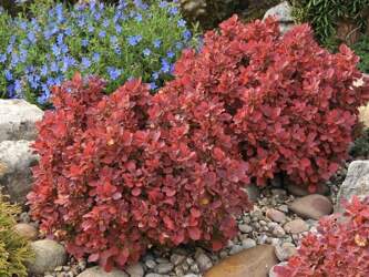 Tunberga bārbele "RUBY STAR"