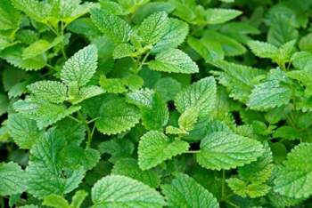 "CITRONMELISA"