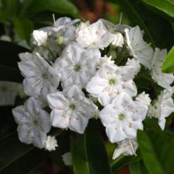 ALABASTER