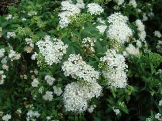 Baltā spireja "PYGMAEA ALBA"