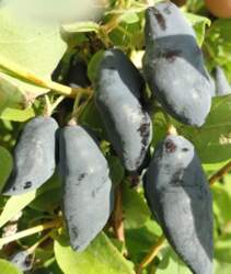 BLUE BANANA