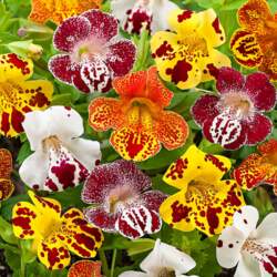Mirabilis - Peru brīnumpuķe