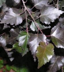 PURPUREA