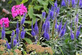 Veronica longifolia - Garlapu Veronika