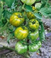 GREEN ZEBRA F1