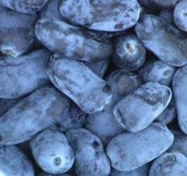 INDIGO GEM