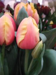 Triumfa tulpe "MANGO CHARM"