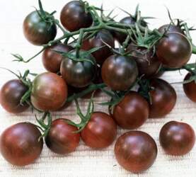 BLACK CHERRY F1