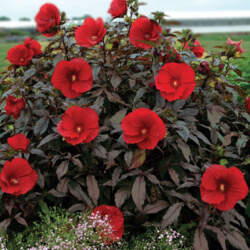 Hibiscus summerific - Midnight Marvel