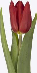Triumfa tulpe "KASPAROV"