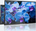 Zeuslap P16T monitors [Monitor]