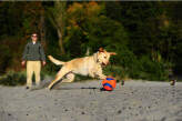 Čakit! KICK FETCH LARGE (251201) [Chuckit