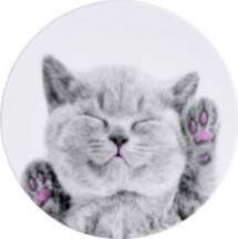 ILike Universal Pop Holder Cat