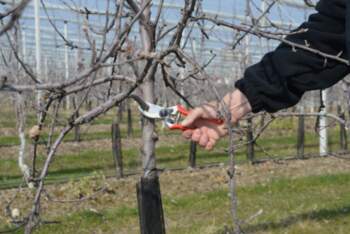 No name Felco 2 pruning shears