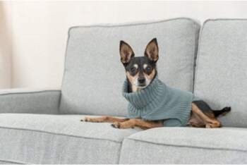 Trixie Trixie CityStyle Berlin pullover, L: