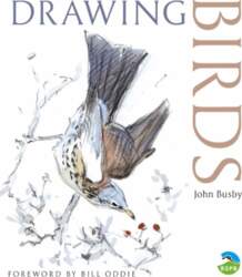 Drawing Birds