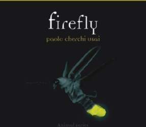 Firefly
