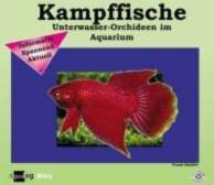 Kampffische